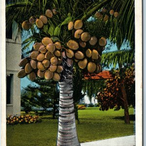 c1910s Sunny Isles, FL Fla Florida Coconut / Cocoanut Tree Litho Photo PC A274