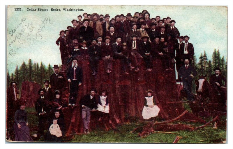 Early 1900s Cedar Stump, Sedro, WA Postcard *6E(2)20 