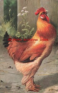 Alfred Schonian, German American No 540, Cochin Rooster Crowing