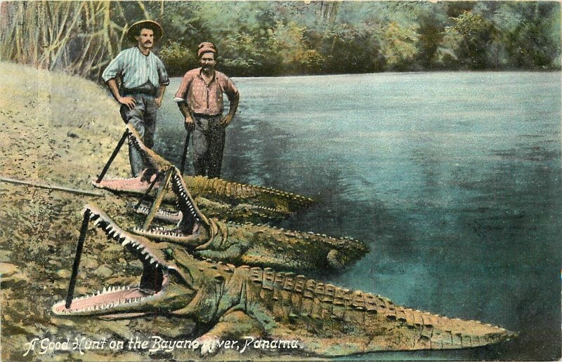 Postcard C-1910 Crocodile Good Hunt Bayano River Panama 23-6729