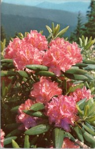 Postcard TN Purple Rhododendron from Great Smoky Mountain National Park