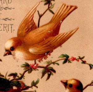 1880s Victorian Card Three Beautiful Birds In Tree #6D