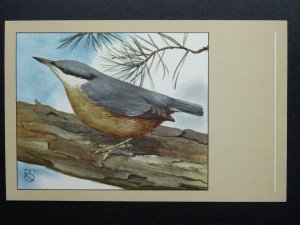 Bird Theme NUTHATCH c1950s Postcard by P. Sluis Series 8 No.90