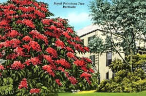1930s BERMUDA ROYAL POINCIANA TREE FLORAL ESTATE YANKEE STORE POSTCARD P57