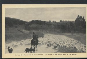 New Zealand Postcard - A Sheep Droving Scene in New Zealand    RS16250