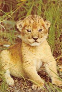 BR100647 kenya lion cub  animal animaux   africa