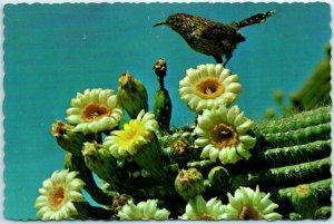 Postcard - Arizona Cactus Wren and Saguaro Blossoms, Arizona