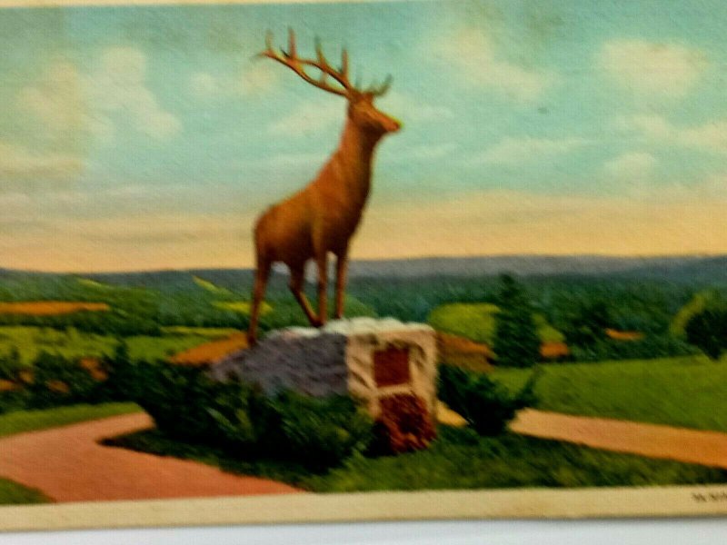 Vintage Postcard 1950 The Elk Overlooking Deerfield River Valley Mohawk Trail MA