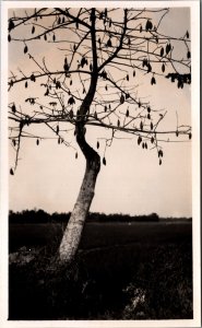 Indonesia Tree Vintage RPPC 09.94