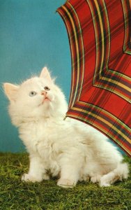 Vintage Postcard White Cat with Umbrella No Rain Today Pub. Johnson Printing