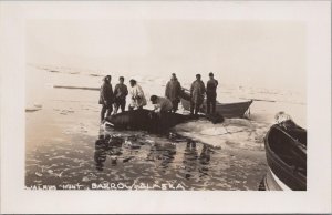 RPPC Postcard Walrus Hunt Barrow Alaska AK #2