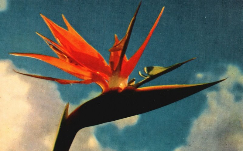 Vintage Postcard 1953 Bird Of Paradise Strangest Hawaiian Flower Feathered HI