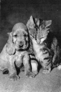 B98747 dog and cat chien chat real photo    animaux animals