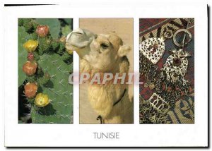 Postcard Modern Tunisia Camel