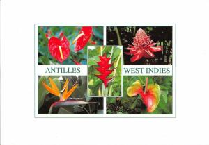 BT9861 antilles west indies      France caribbean