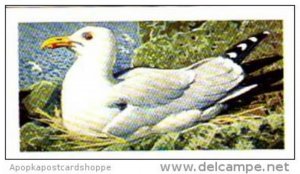 Brooke Bond Tea Trade Card Wild Birds In Britain No 44 Herring Gull