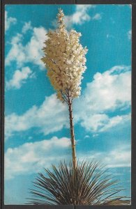 Texas - Yucca Cactus - [TX-087]