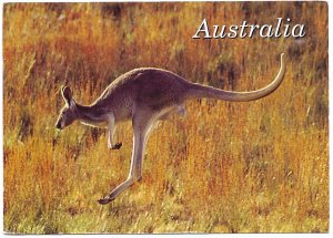 Australia. Eastern Grey Kangaroo.  Used. Nice postage.