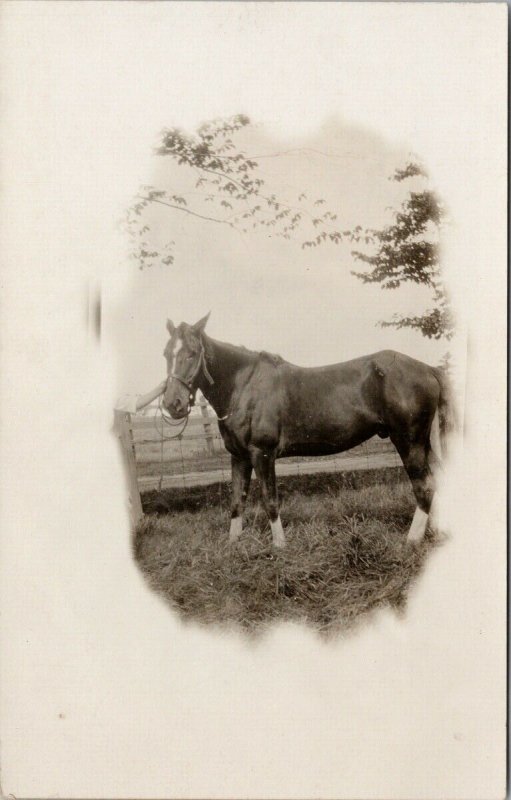 Horse Unused Real Photo Postcard F13