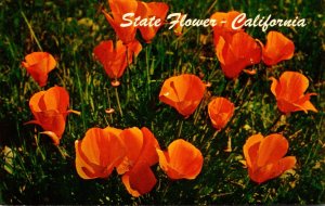 California State Flower The Poppy