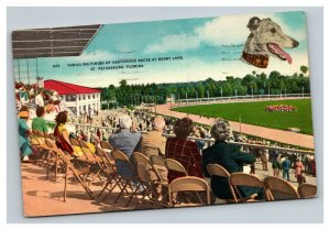 Vintage 1940's Postcard Greyhound Racing St. Petersburg Kennel Club Florida