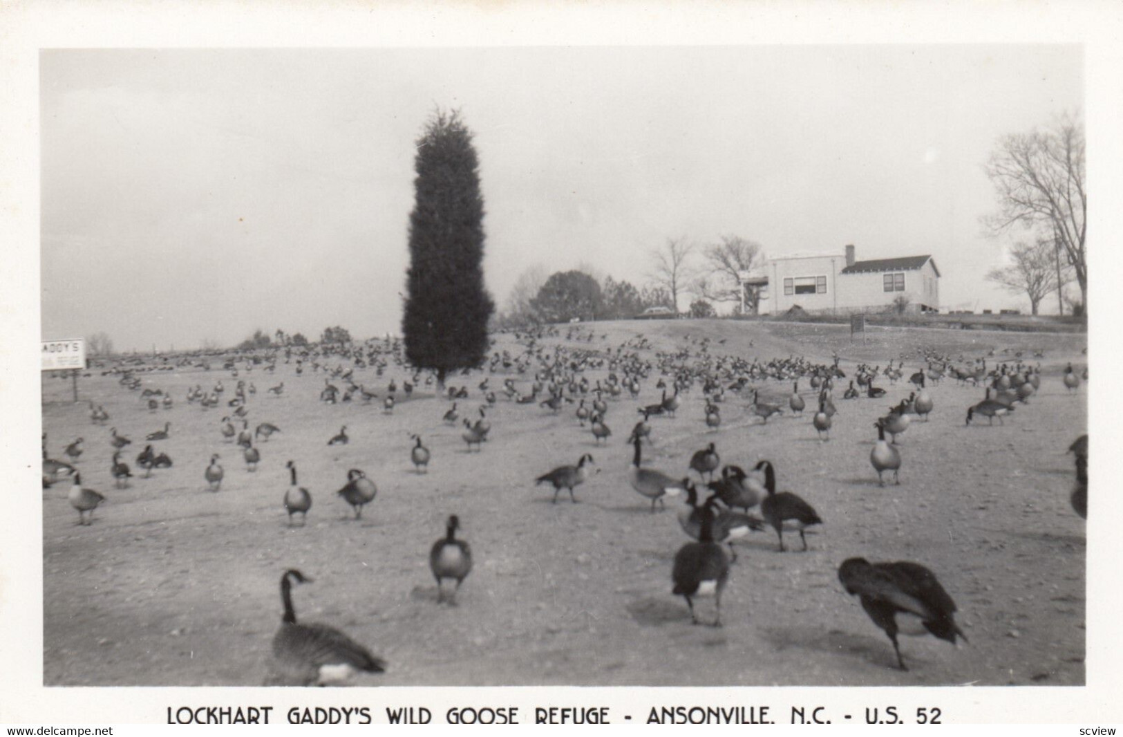 RP ANSONVILLE , North Carolina , 1940s ; Gaddy's Wild Goose Refuge 2