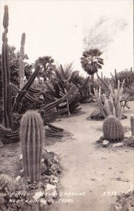 Pirtle Cactus Gardens Near Edinburg Texas Real Photo 1919