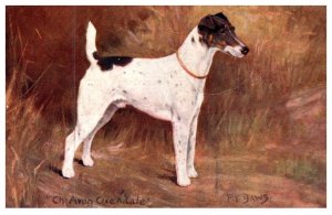 Dog ,  Smooth   Fox terrier ,Champion Avon Adale