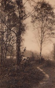 Leigh Woods Forest At Autumn Clifton Bristol Antique Postcard