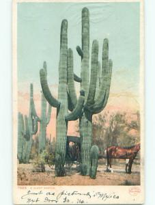 Pre-1907 HORSE AND CARRIAGE UNDER HUGE CACTUS - PROBABLY IN ARIZONA AZ k6880