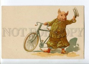 262566 CURCUS Dressed PIG bicycle Vintage LITHO Russia PC