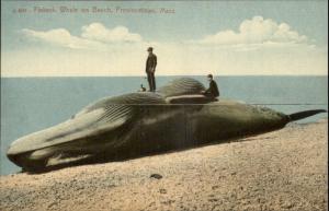 Provincetown MA Beached Finback Whale c1910 Postcard