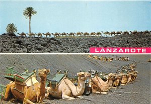 Lot 42 lanzarote camels caravan types folklore spain the mountains of fire