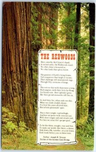 Postcard - California Redwoods - Northwest California