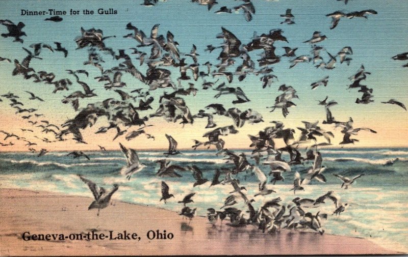 Ohio Geneva On The Lake Dinner Time For The Sea Gulls 1943