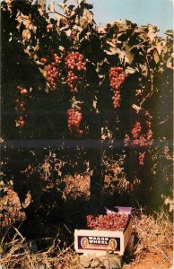 1957 Fresno California San Joaquin Wagon wheel grapes Hebron Postcard 25-28