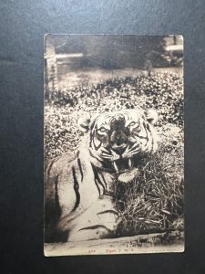 Mint British Malaysia Postcard RPPC Singapore Tiger Large Cat