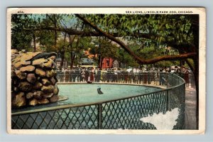 Chicago IL, Sea Lions, Lincoln Park Zoo, Vintage Illinois c1921 Postcard