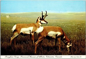 Pronghorn Antelope Provincial Museum Of Alberta Edmonton Canada