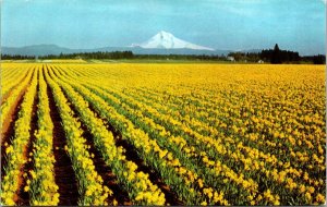 Daffodil Tulip Gladioli Farms Western Oregon OR Postcard VTG UNP 76 Union Unused