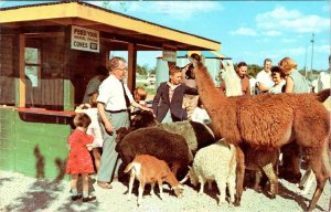 Rochester, NY New York  LOLLYPOP FARM Humane Society Petting Zoo~Llama Postcard
