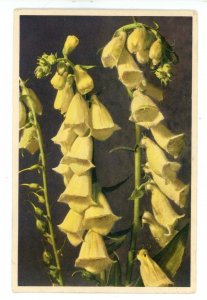 Great Yellow Foxglove