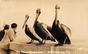E37/ St Petersburg Florida Fl Postcard c1920 Real Photo RPPC Pelicans Muskateers