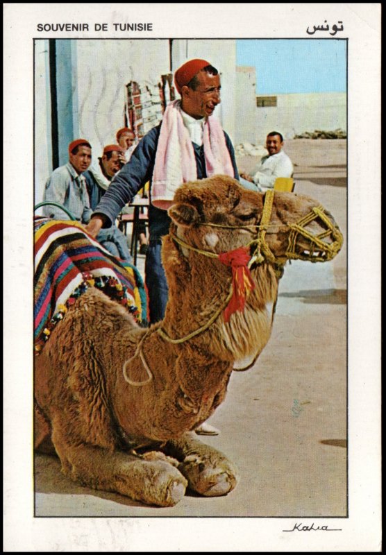 Tunisia Post card - Camel, Used