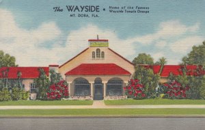 Florida Mount Dora The Wayside Citrus Packing House 1959 Curteich sk335