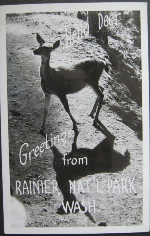 Hello Deer Greetings From Rainier National Park 1951 Real Photo Postcard