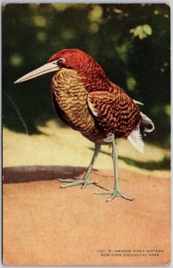 Animals-Amazon Tiger Bittern, New York Zoological Park, Feathered Jewel Postcard