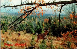 Vtg Perfect Chance Hunter Hunting Deer Buck Unused Chrome Postcard