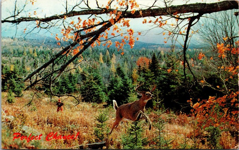 Vtg Perfect Chance Hunter Hunting Deer Buck Unused Chrome Postcard