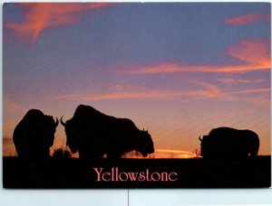 Postcard - Yellowstone National Park